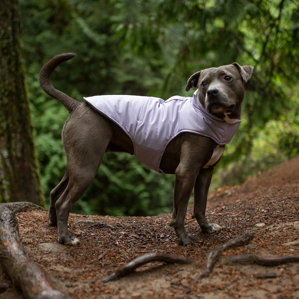 Pet Coat | Water-Repellent Reversible Reflective Puffer Dog Coat, Lavender, Medium