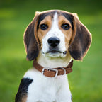 Rope Dog Collar | Durable Braided Cotton Rope Collars | Genuine Leather Dog Collar W Metal Pin Buckle | Classic Puppy Collars for Medium Dog (Beige)