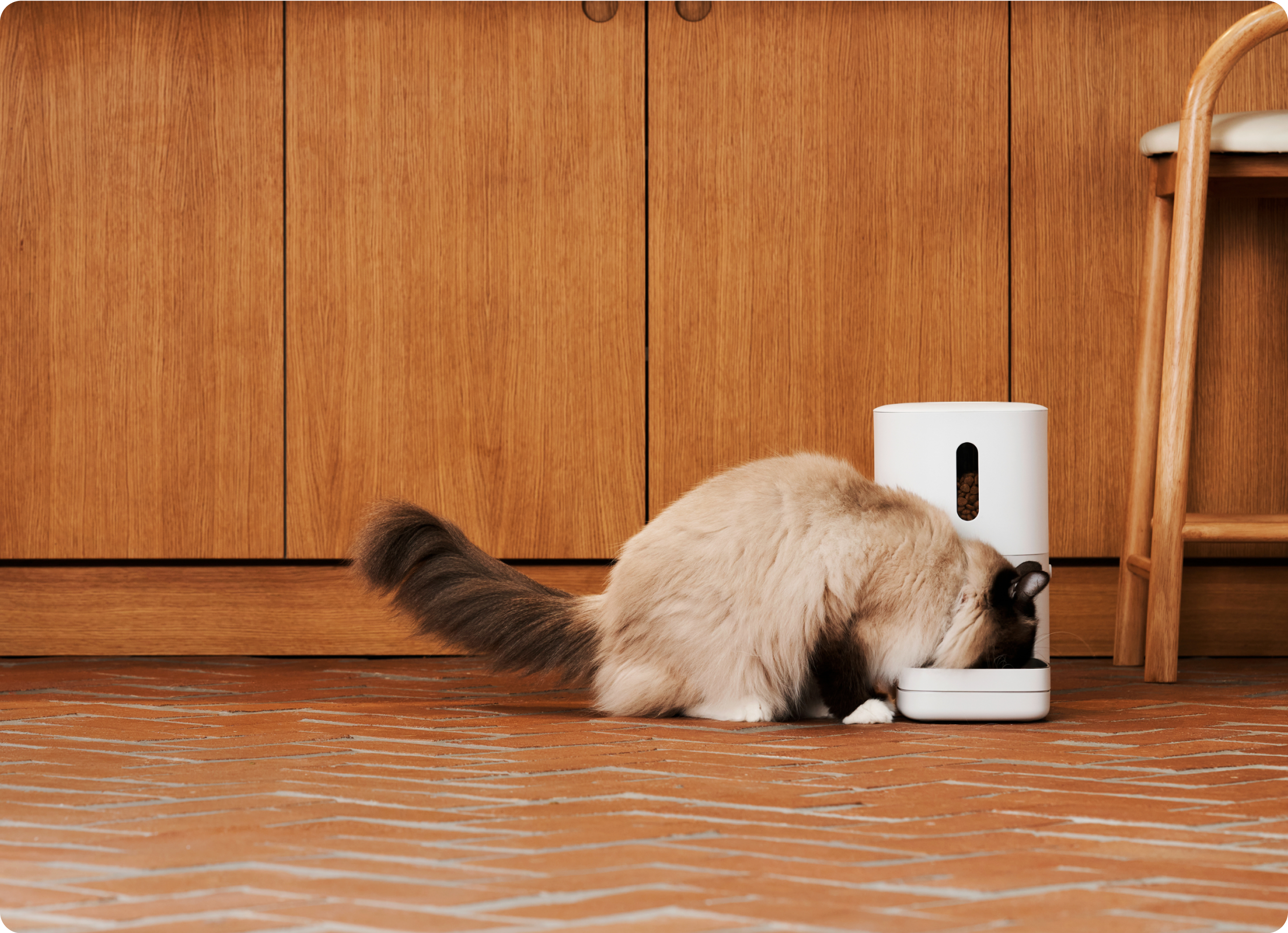 Smart Pet Feeder